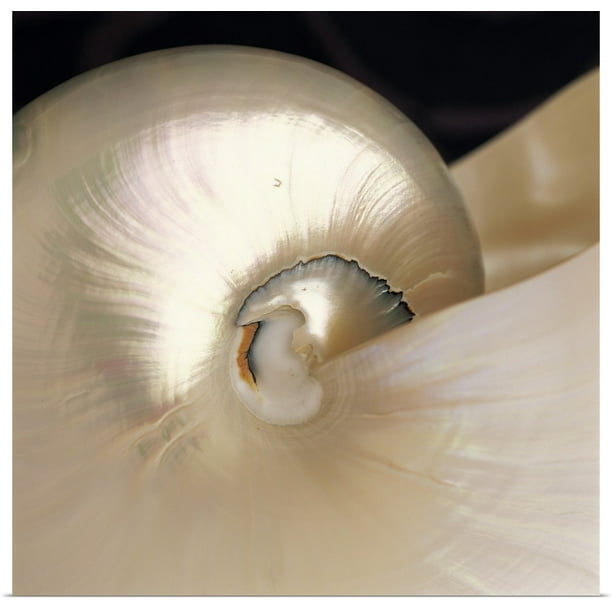 Great Big Canvas Nautilus Shell With Shiny Iridescent Texture Art Print Walmart Com Walmart Com