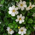 thumbnail image 4 of Southern Living Gardenia Diamond Spire Live Shrub in 2-Gallon Grower Pot, 4 of 10