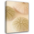 thumbnail image 1 of Karyn Millet 17x24 Gallery Wrapped Canvas Wall Art Titled - Ocean Treasures III, 1 of 4