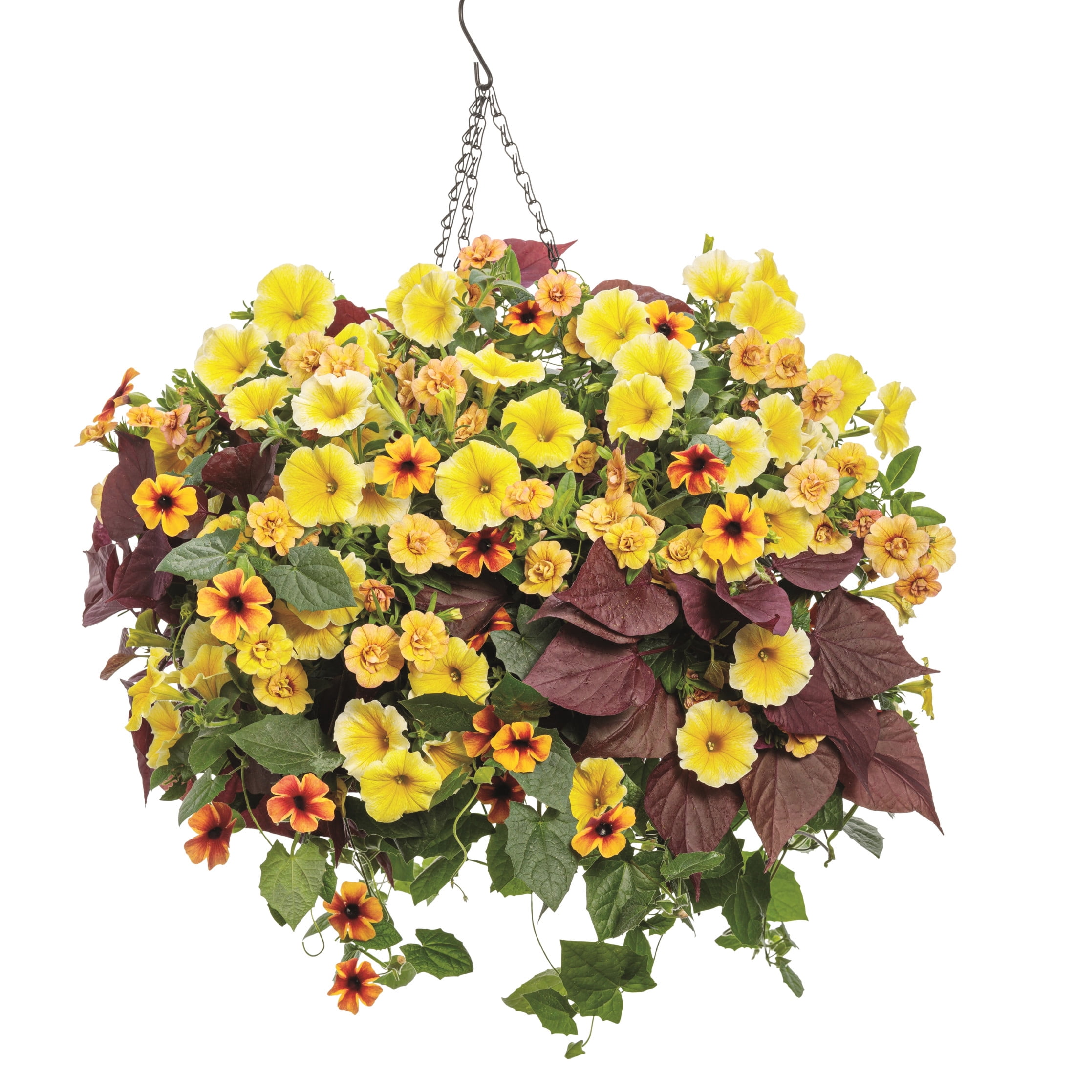 Proven Winners 8" Orange Tangerine Slice A-Peel Black-Eyed Susan Vine Live Plant in 6.5" Pot