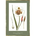 thumbnail image 2 of PI Studio 23x32 White Modern Wood Framed Museum Art Print Titled - Green Botanics IV, 2 of 4