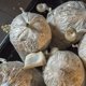 thumbnail image 2 of Bolsas de cultivo de hongos comestibles, transpirables, de polipropileno, para cultivo al vacío, 25 unidades, 2 of 6