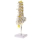 thumbnail image 4 of Laboratorio Anatómico Médica Modelo De Vertebral Vértebras Lumbares Con Sacro Coxis, 4 of 7