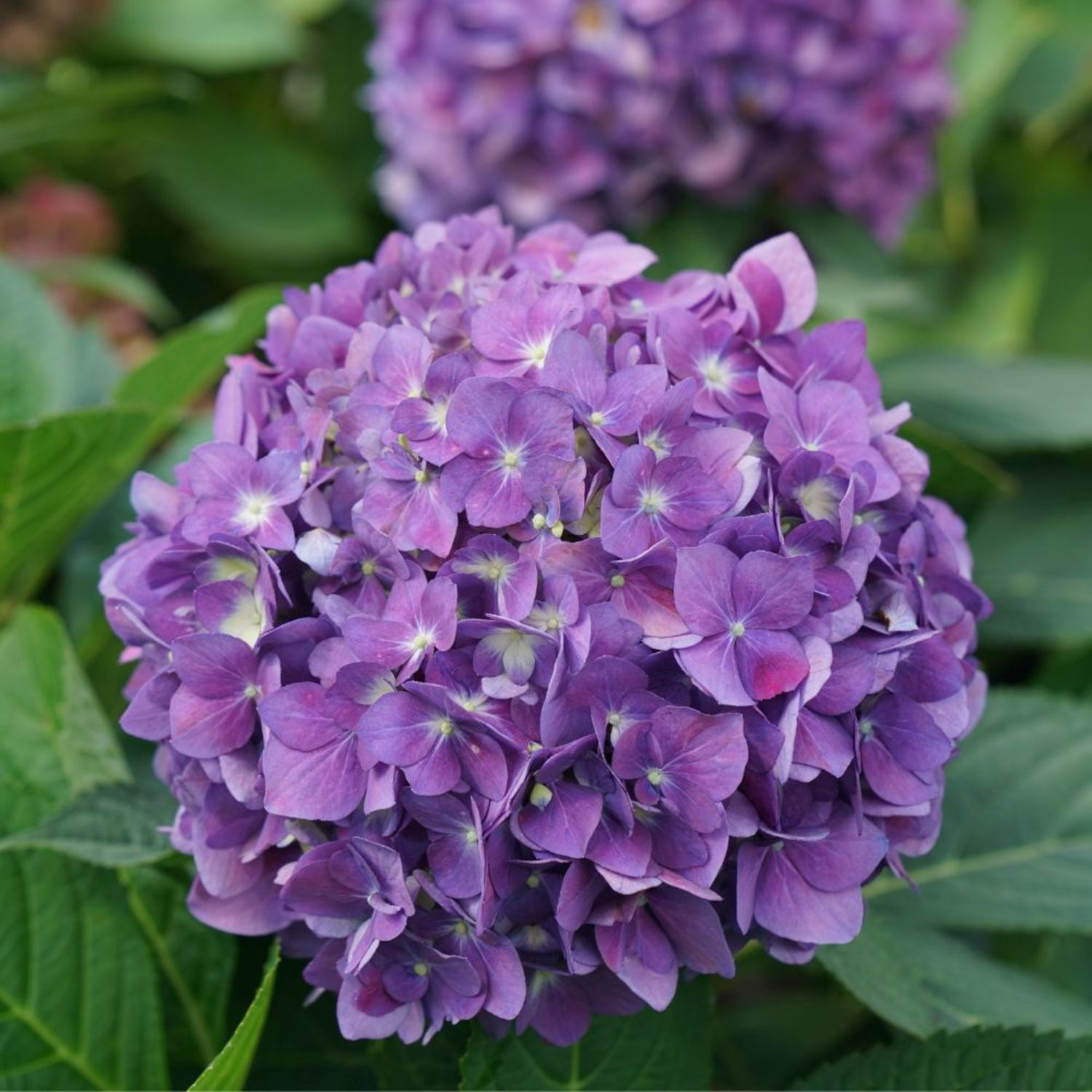 Proven Winners ColorChoice 5" Multicolor Let's Dance Arriba! Reblooming Hydrangea Live Plant in 4.5" Pot (4 Count)