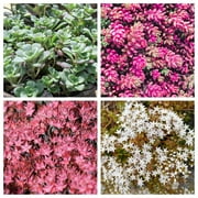 150 MIXED SEDUM Stonecrop Succulent Groundcover Red White Yellow Pink Purple Flower Seeds