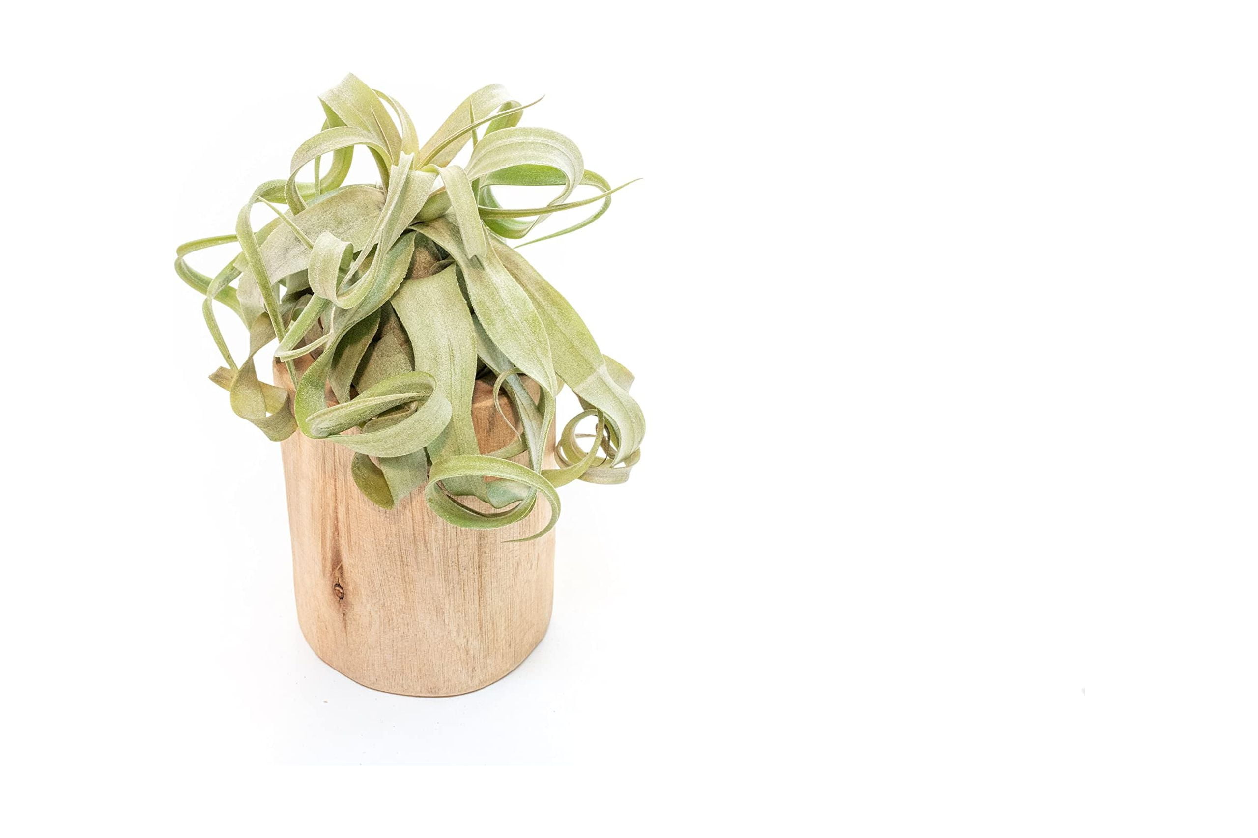 Air Plant Shop Driftwood Container with Custom Air Plant- Wholesale and Bulk - Succulents - Live Tillandsia - Easy Care Indoor and Outdoor House Plants (Xerographica)