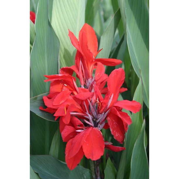 Canna Lily Bulbs The President Red Canna Rhizomes/Bulbs/Roots (3 Pack
