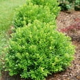 thumbnail image 3 of Strongbox® Inkberry Holly - 3 Gallon Pot, Live Evergreen Shrub, Full Sun, 3 of 6