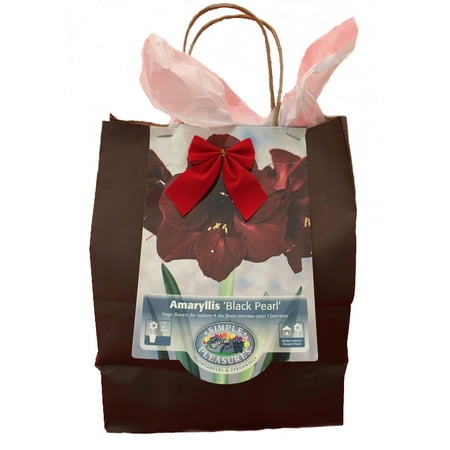 saucer soil amaryllis potting bulb dutch pot pearl giant bag gift