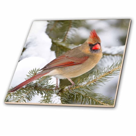 3dRose Northern Cardinal female in spruce tree in winter, Marion Co. IL - Glass Tile, 8-inch