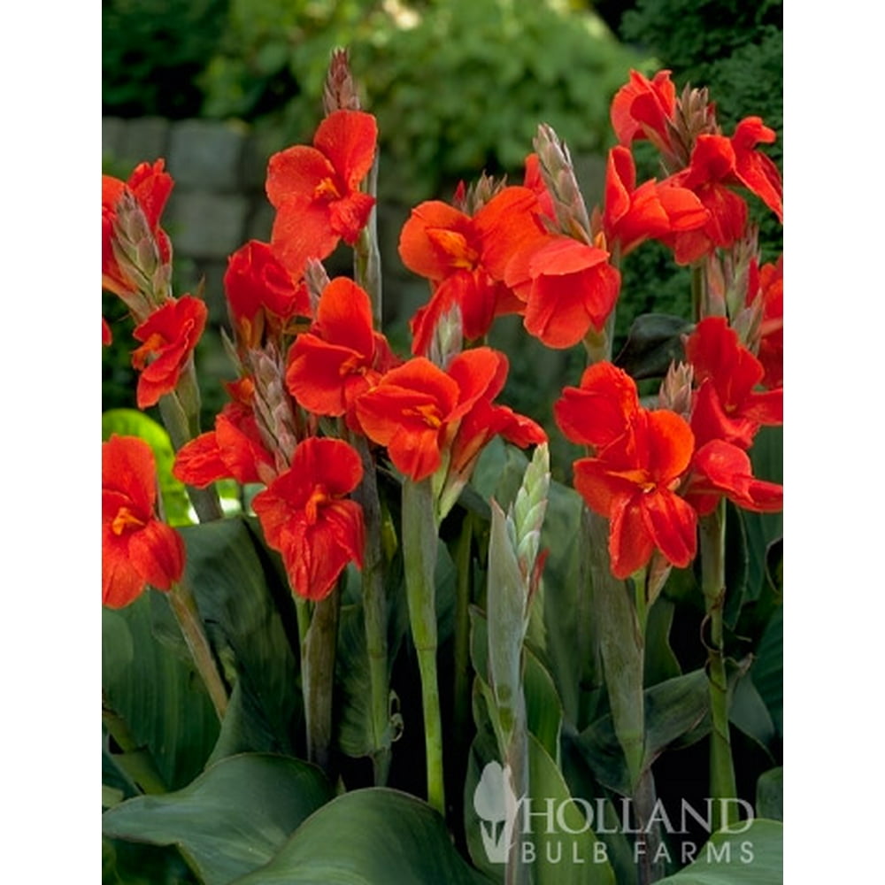 Canna Lily Bulbs The President Red Canna Rhizomes / Bulbs / Roots (3