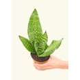 thumbnail image 2 of Snake Plant - Sansevieria Zeylanica Live Green Plant in 4" Pot, 2 of 5