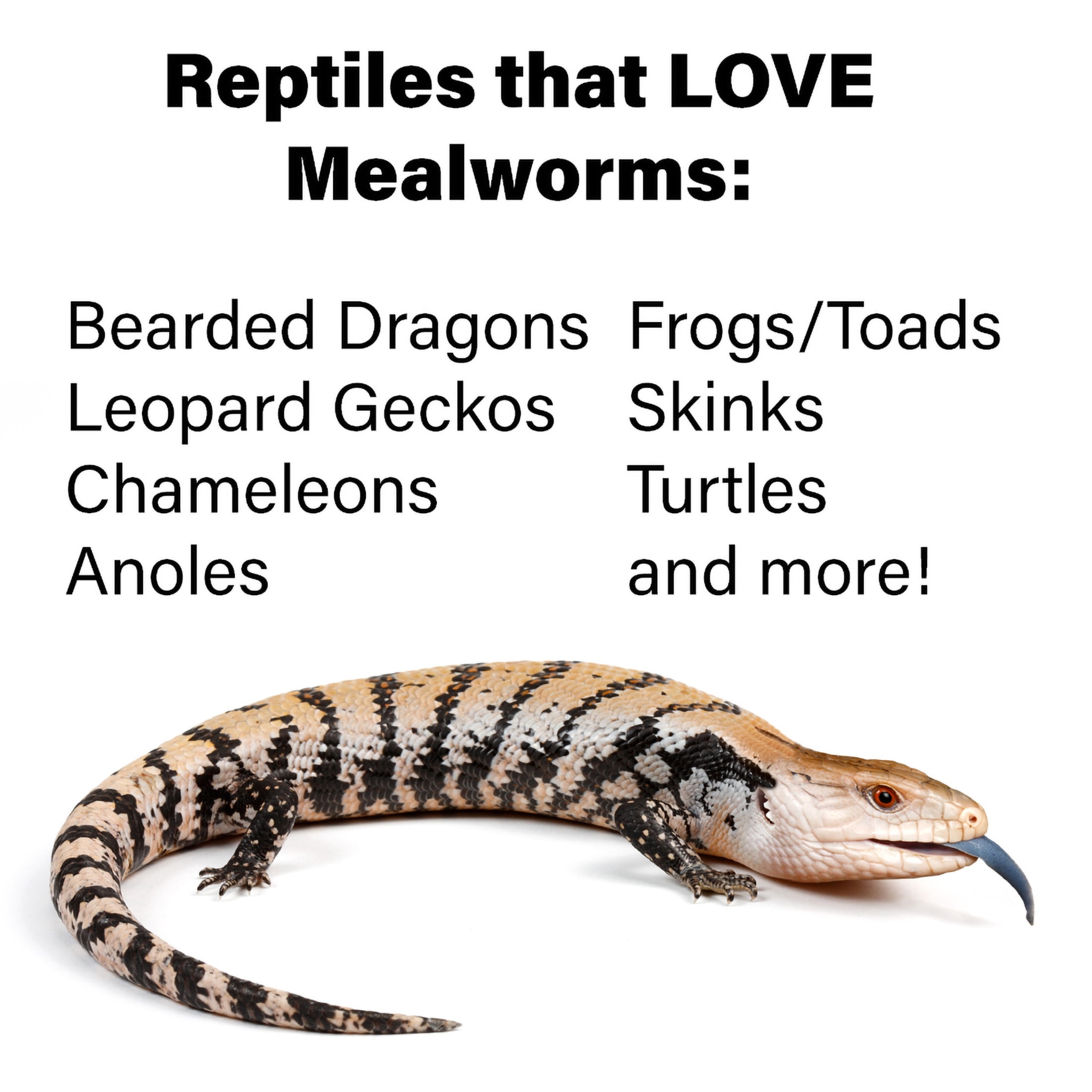 ReptiCulture Mealworm 100 ct