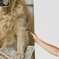 thumbnail image 3 of RKSupls Christmas Shower Curtain, Cute Golden Retriever Shower Curtain with Hooks for Christmas Home Bathroom Decor Washable Curtains, 36x72 in, 3 of 6