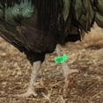 thumbnail image 1 of CHICHUMID 200Ud Brazaletes Para Pollos Y Con Anillos De Plástico Para Uso En Granjas Y Marcaje Fácil, 1 of 6