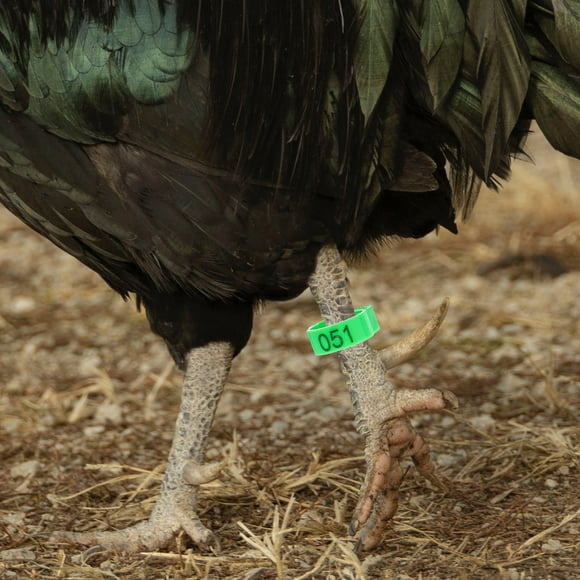CHICHUMID 200Ud Brazaletes Para Pollos Y Con Anillos De Plástico Para Uso En Granjas Y Marcaje Fácil