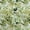 Green, variant on oneOone Polyester Lycra Green Fabric Leaves Craft Projects Decor Fabric Printed By The Yard 56 Inch Wide