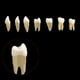 thumbnail image 4 of 28 pc / para adultos 1: 1 modelo de permanentes herramientas shamjiam Dientes dentales, 4 of 8
