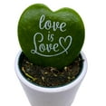 thumbnail image 3 of Hoya Kerri Heart with Painted Message, Decorative Green Kerrii Heart, Sweet Message in 2 inch Pot, 3 of 8