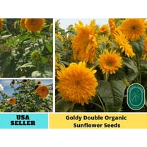 25  Seeds|Goldy Double Organic Sunflowers Seeds - Authentic Seeds - Perennial~ GMO Free ~~Flower seeds ~ Asian Garden~ B5G1#E022