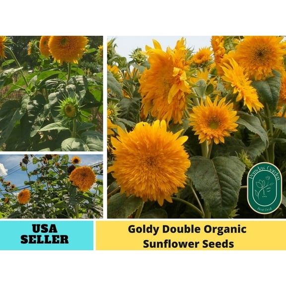 25  Seeds|Goldy Double Organic Sunflowers Seeds - Authentic Seeds - Perennial~ GMO Free ~~Flower seeds ~ Asian Garden~ B5G1#E022