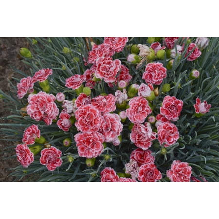 Scent First® Coral Reef Dianthus - Fragrant - Quart Pot