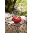 thumbnail image 2 of Cherry Stuffer Heirloom Hot Pepper Premium Seed Packet, 2 of 2