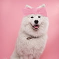 thumbnail image 1 of Moluckfu 2Ud Accesorios Para Perros Decorativos Para Fiestas Y Ocasiones Especiales, 1 of 6