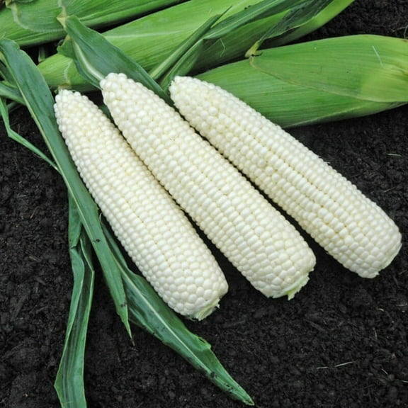 Sweet Corn Seeds - Xtra-Tender Nat Bright Xr Og Variety Sweet Corn Seeds - Non-GMO - 50 Seeds