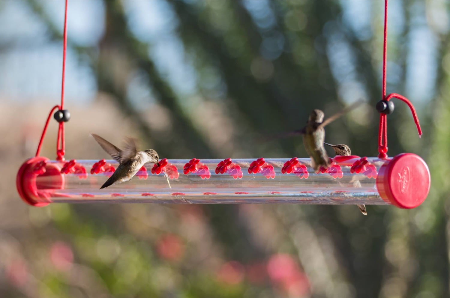 hummingbird feed hummingbird feed