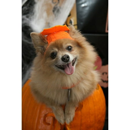 LAMINATED POSTER Dog Halloween Trick Costume Holiday Pumpkin Fun Poster Print 24 x 36