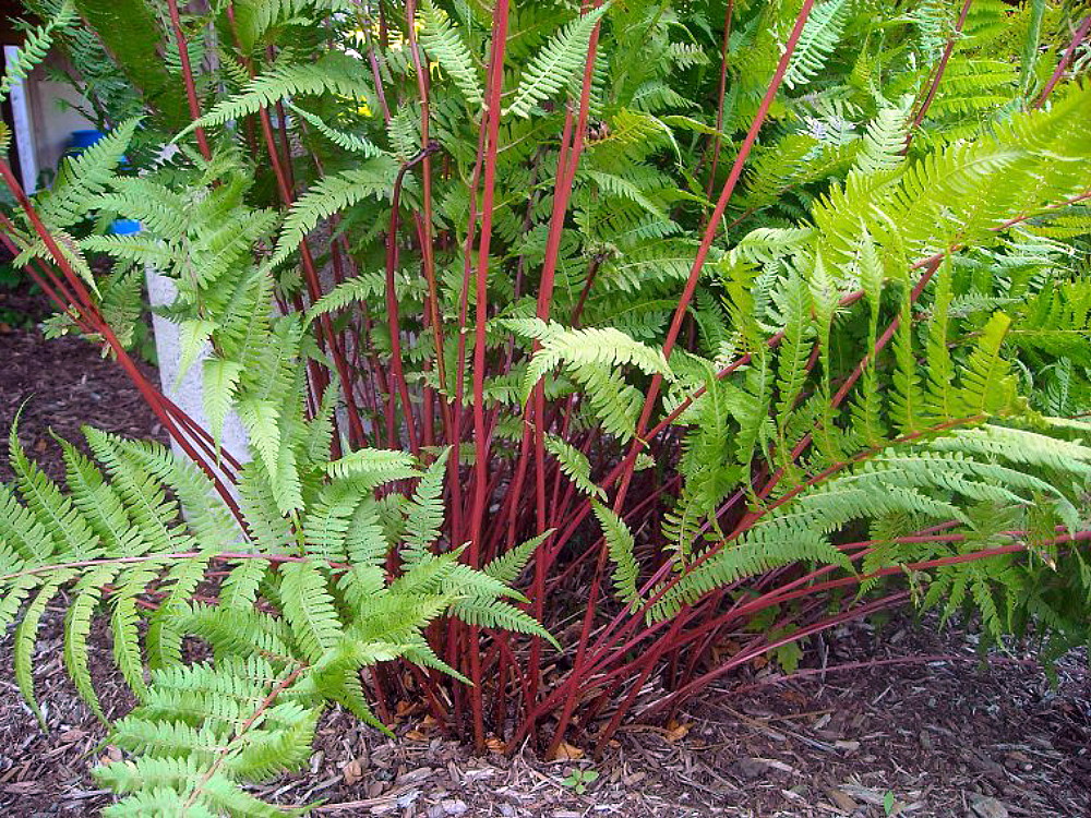 Lady in Red Hardy Fern Athyrium filixfemina 4" Pot