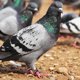 thumbnail image 3 of 50 Pcs Bird Leg Bands Chicken Leg Bands Pigeons Rings Chicken Bands Pigeon Supplies, 3 of 3