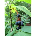 thumbnail image 4 of 15 INDIAN PLUM Osoberry Oregon Oso Berry Oemleria Cerasiformis Fruit Shrub Seeds, 4 of 11