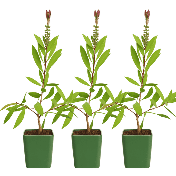 My Shelfie – Red Bottlebrush Starter Plant (Callistemon citrinus), 2-Inch Live Evergreen Shrub, Ornamental Flowering Plant for Outdoor Gardens and Landscape Décor, 3-Pack