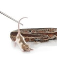 thumbnail image 6 of 14.5inch Long Snake Feeding Tweezers,Happon Snake Feeding Tongs,Reptile Feeding Tongs, Stainless Steel Feeding Tweezers for Ball Python Accessories Aquascape Maintenance, 6 of 8