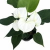 "Elido White Anthurium Plant - Easy to Grow House Plant - 4"" Pot - Great Gift"