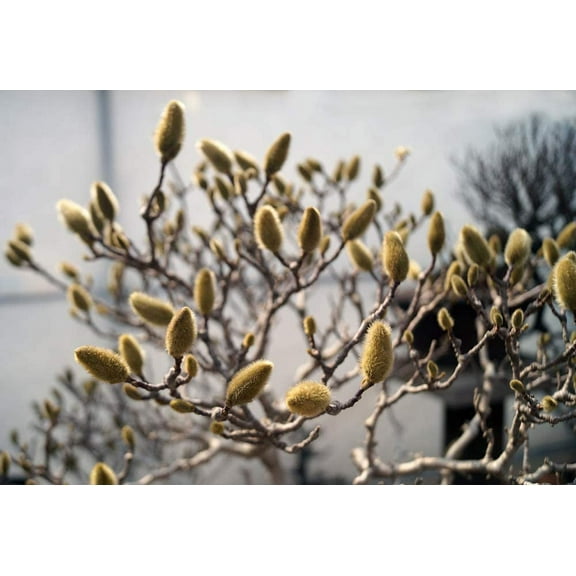 Rare Bonsai Pussy Willow Cutting - Thick Rootstock - Made in USA, Ships from Iowa