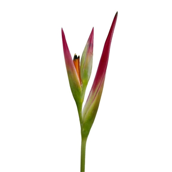 Heliconia Sassy - Farm Direct Fresh Cut Flowers - 50 Stems