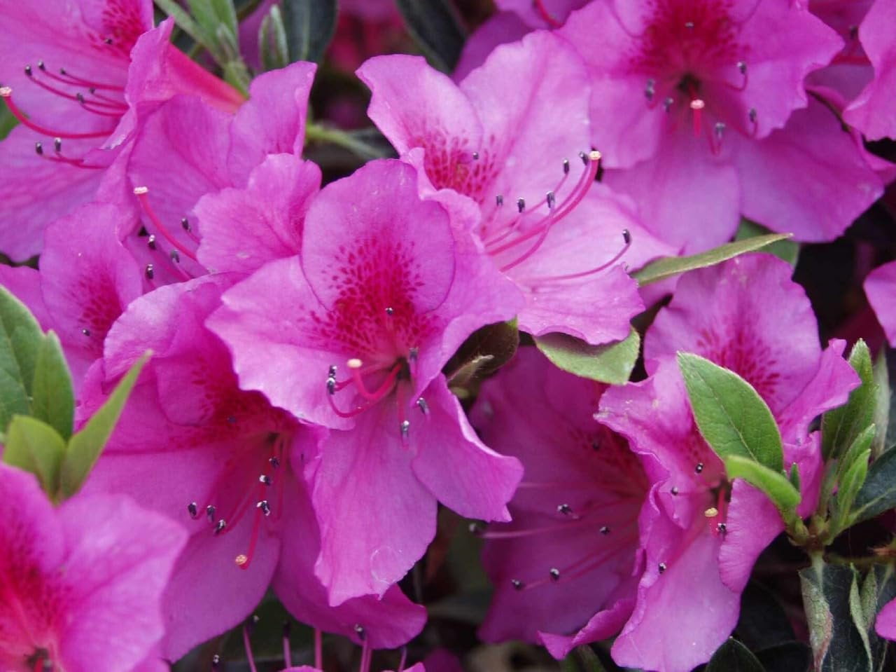 Purple Formosa Azalea  3 Live Plants  Rhododendron Formosum  Lush Flowering Shrub  Hardy Garden Landscape Accent  Vibrant Spring Blooms
