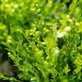thumbnail image 5 of Perfect Plants Winter Gem Boxwood 1 Gallon, 5 of 9