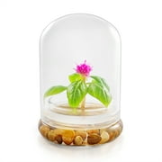 Live Celosia Flower Terrarium, Zero Care, Great for Work, Home, Unique Gift, Always Bloom!