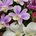 thumbnail image 6 of Fiora Flower Long-Lasting Purple Orchids with Greenery in a Flat Rugby Glass Vase, 6 of 8