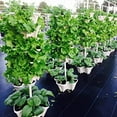 thumbnail image 4 of Plastic Stackable Vertical Flower Plant Pot Holder Garden Planter Decor, 4 of 12