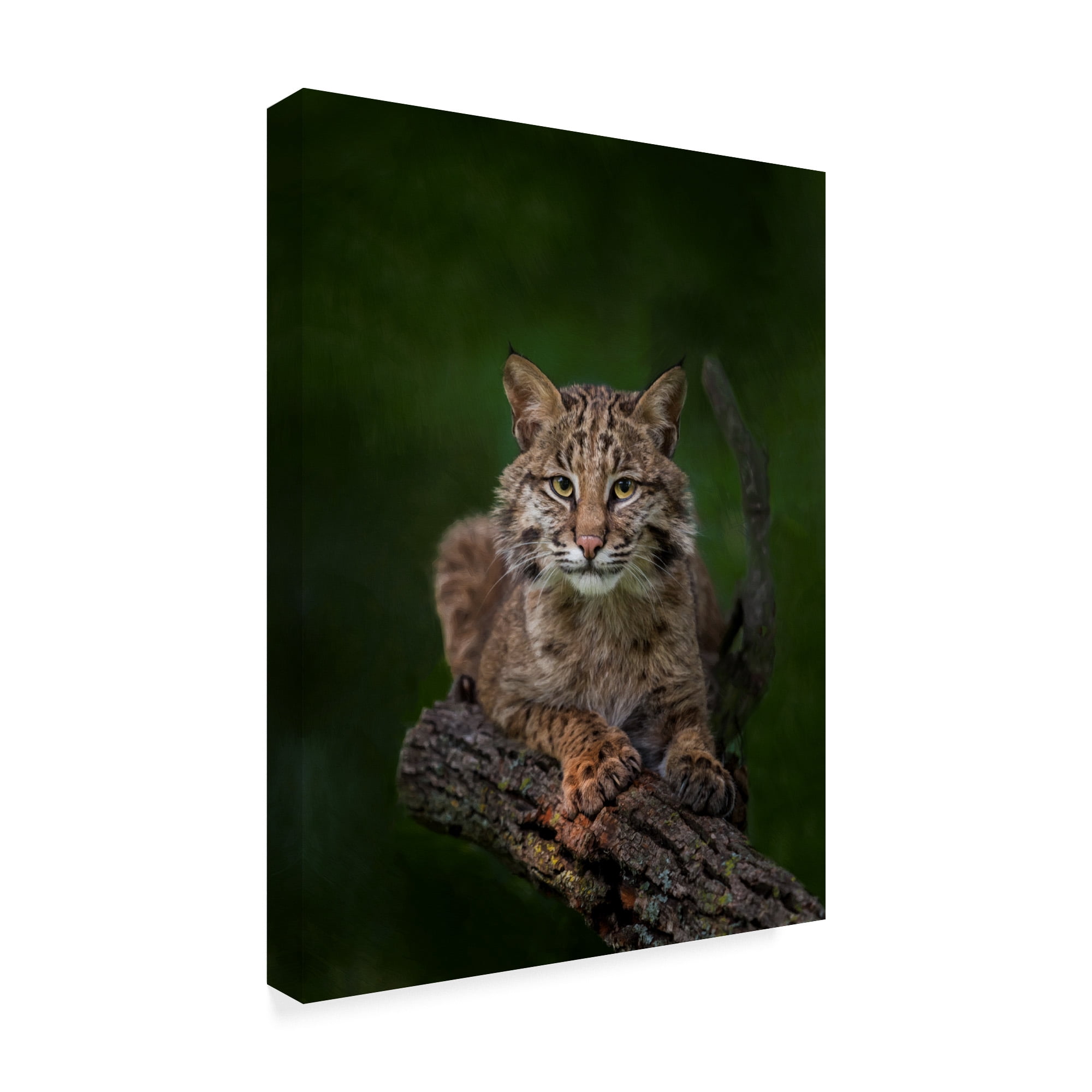 Trademark Fine Art 'Bobcat Poses On Tree Branch 2' Canvas Art by Galloimages Online