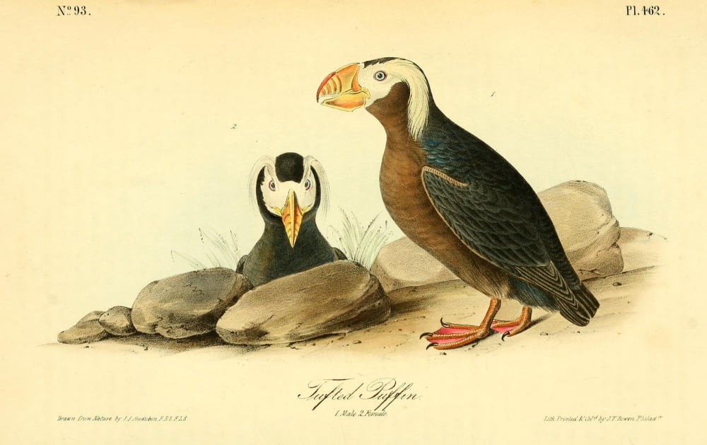 Birds Of America 18