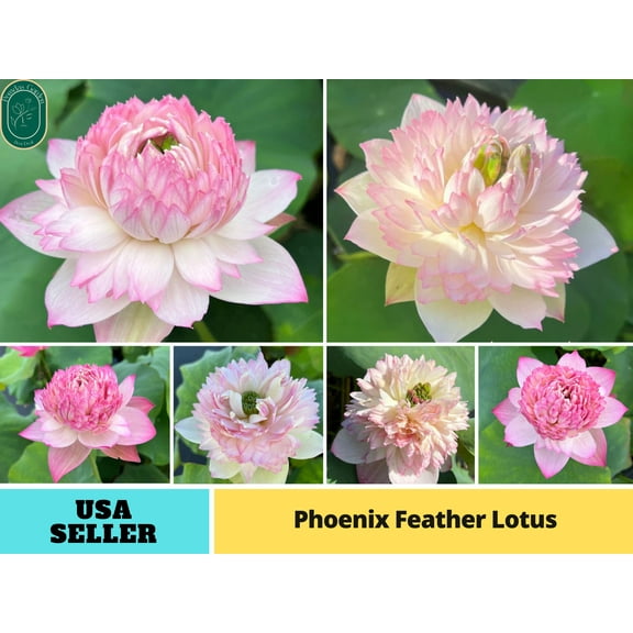 5 Rare Seeds| Phoenix Feather Lotus Seeds - Indian Lotus (Nelumbo nucifera) Seeds - Flower Seeds - B3G1 #Q019