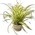 thumbnail image 5 of Enchanting Spider Plant Hanging Basket - Live Plants in a 4 Inch Hanging Basket - Chlorophytum Comosum - Nature's Green Symphony for Your Home, 5 of 5