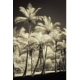 thumbnail image 2 of Poinski, Dianne 11x14 White Modern Wood Framed Museum Art Print Titled - White Palms 2, 2 of 4