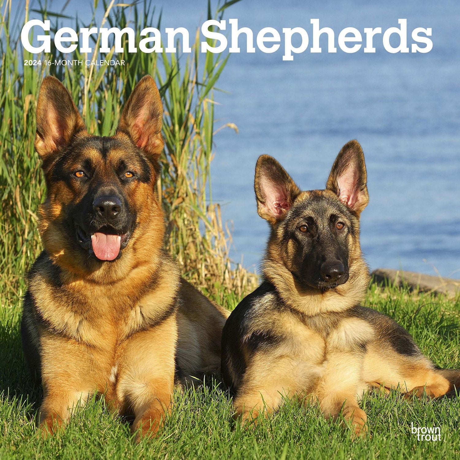 BrownTrout German Shepherds 2024 12x24 Inch Square Wall Calendar, 9781975462833